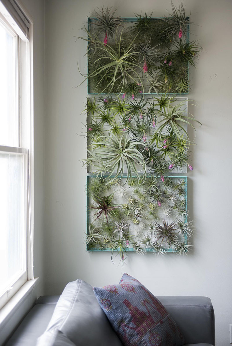 12 элегантных способов привнести воздушные растения в ваш дом // Эта рамка - отличный способ показать все ваши воздушные растения и сделать красивое живое произведение искусства. # Воздушные заводы # СовременныйДекор # Плантации # СовременныйДекор