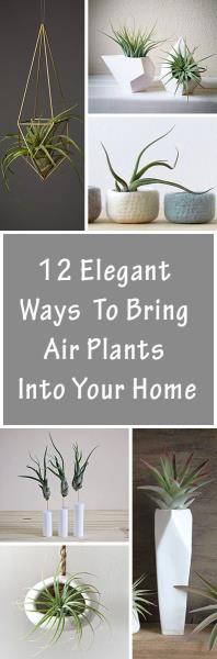 12 элегантных способов привнести воздушные растения в ваш дом