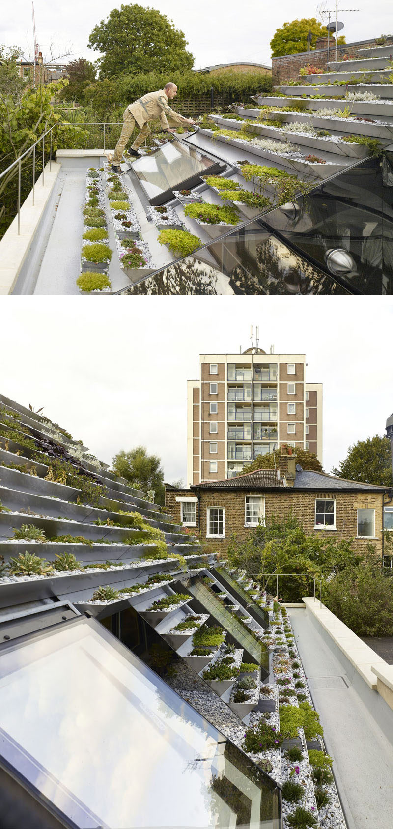 Эта зеленая крыша дома в Лондоне имеет ряд террасных горшков из нержавеющей стали, заполненных более чем 800 растениями. 
