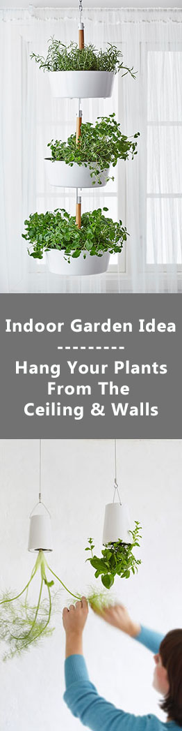 Идеи для внутреннего сада - повесьте растения на потолок и; Стены