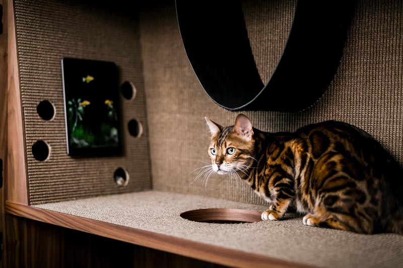Cat Flat - это современный трехуровневый шкаф, предназначенный для кошек. Он имеет различную фактуру, когтеточки, щетки, отверстия и туннели, а также гамак. # КошкаМебель # КошкаКабинет # ДомашняяМебель # Кошки # МебельДизайн # Дизайн