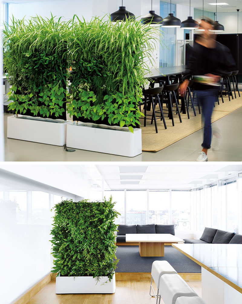 15 креативных идей для перегородок // Эти стены из растений - отличный способ разделить пространство, потому что они обеспечивают звукопоглощение и очищают воздух.